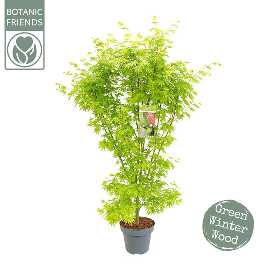 Acer palm, 'going green'® - Ø34cm - ↕130cm - Bivakshop