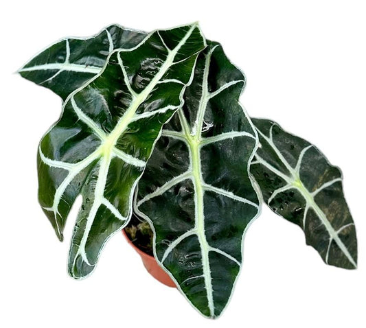 Alocasia polly - Ø10,5Cm - ↕20Cm - Bivakshop