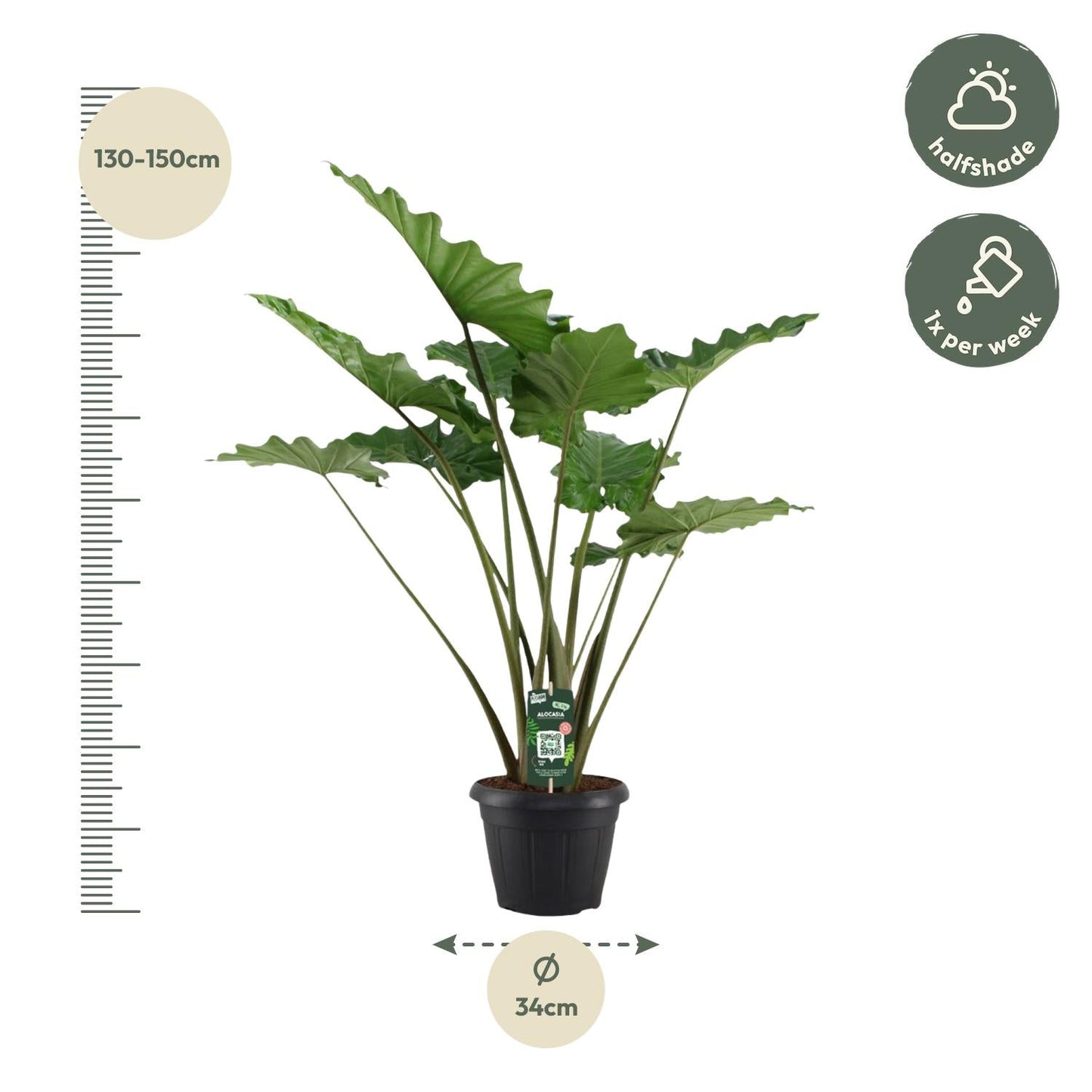 Alocasia portodora - 140 cm - Ø34cm - Bivakshop