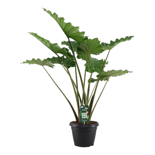 Alocasia portodora - 140 cm - Ø34cm - Bivakshop