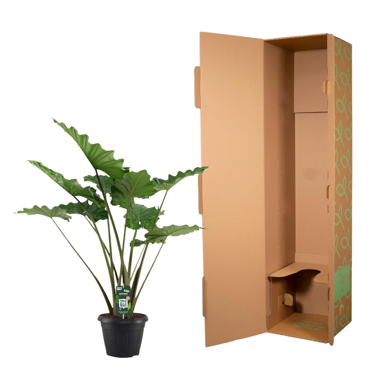 Alocasia portodora - 140 cm - Ø34cm - Bivakshop