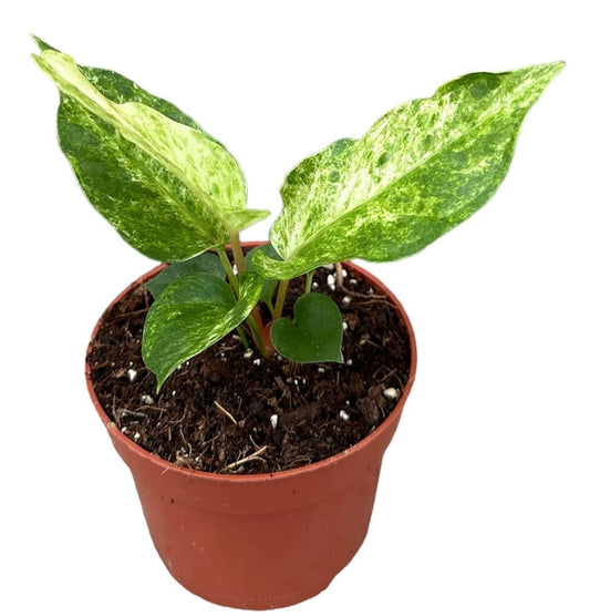 Anthurium bonplandii variegata - Ø10,5 cm - ↕15 cm - Bivakshop