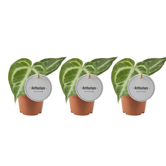 Anthurium silver blush - 3 stuks - Ø6cm - ↕15cm - Bivakshop