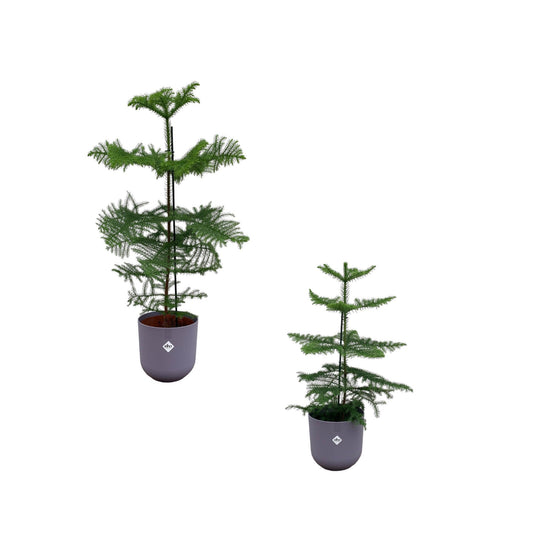 Araucaria (kamerden) mix inclusief elho jazz round lavender lilac - Ø19 23 - 60 100cm - Bivakshop