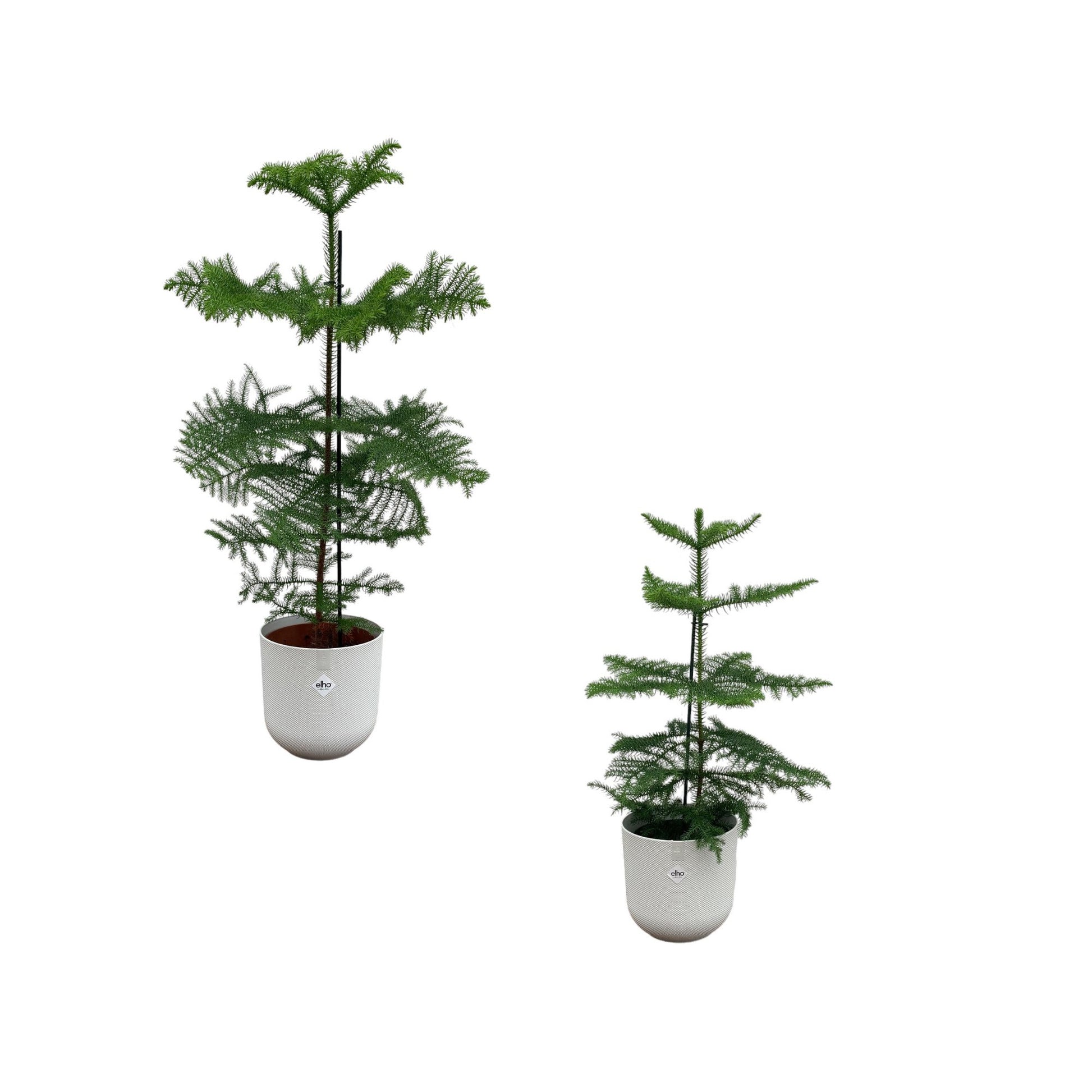 Araucaria (kamerden) mix inclusief elho jazz round wit - Ø19 23 - 60 100 cm - Bivakshop