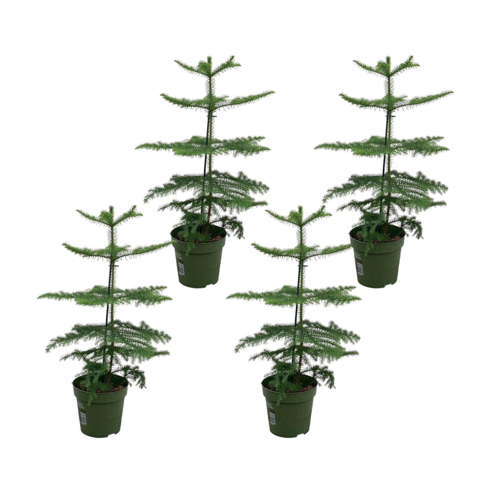 Araucaria (kamerden) pakket - 4x araucaria - 60 cm - Bivakshop