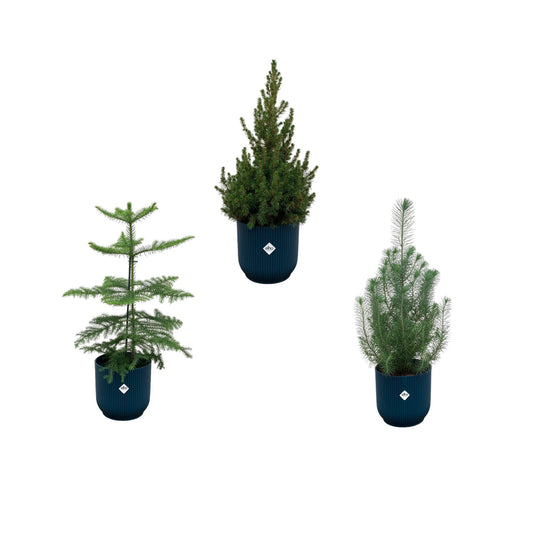 Araucaria - Pinus picea - Inclusief elho vibes fold round blauw Ø18 22 50 60 cm - Bivakshop