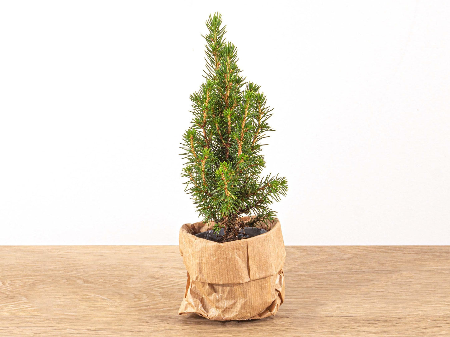 Baby Christmas Tree - ↕15 - 20 Cm - Ø 6 Cm - Picea Glauca Perfecta - Bivakshop