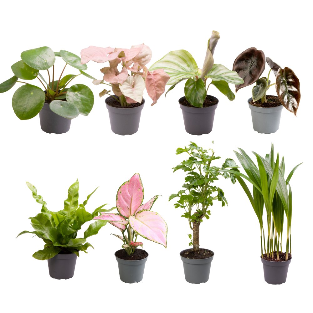 Baby plantjes verrassingsbox (mini plantjes mix) - Ø6 cm - ↕12 cm - Bivakshop