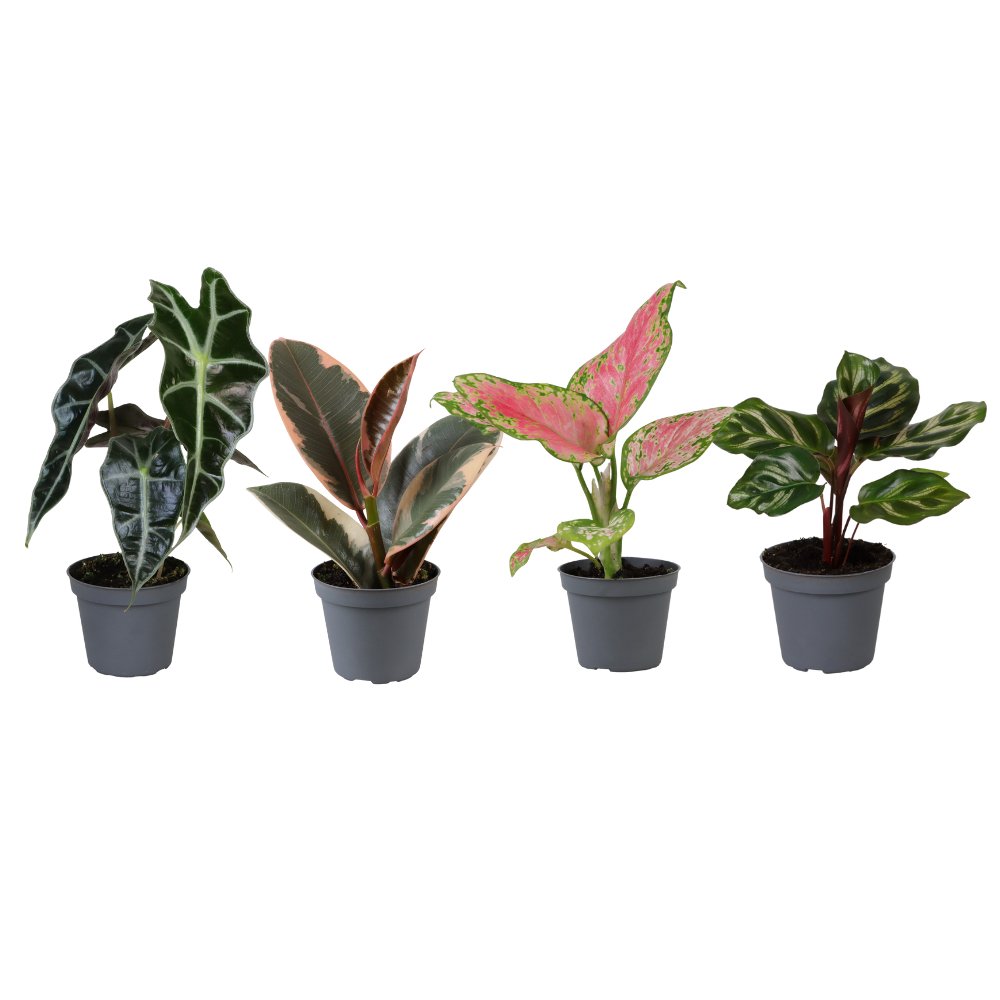 Baby plantjes verrassingsbox (mini plantjes mix) - Ø6 cm - ↕12 cm - Bivakshop