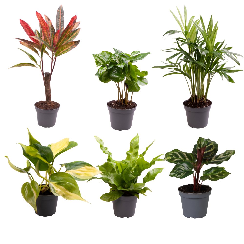 Baby plantjes verrassingsbox (mini plantjes mix) - Ø6 cm - ↕12 cm - Bivakshop