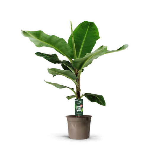 Bananenplant (musa) - 140 cm - Ø27cm - Bivakshop