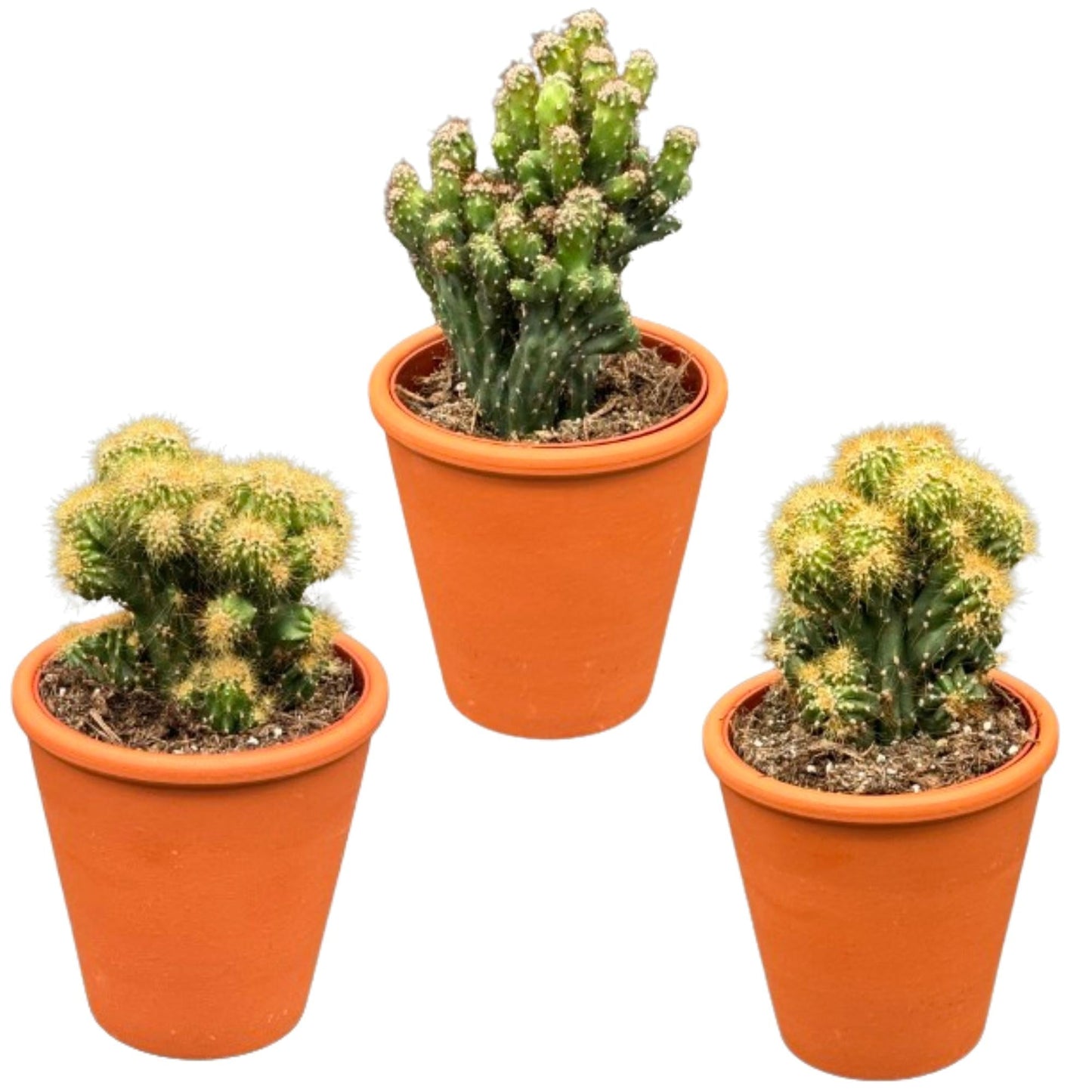 Cactus rotsen - Mix met cereus peruvianus monstruosus - 8.5cmø 13 17cm 3 stuks - Bivakshop