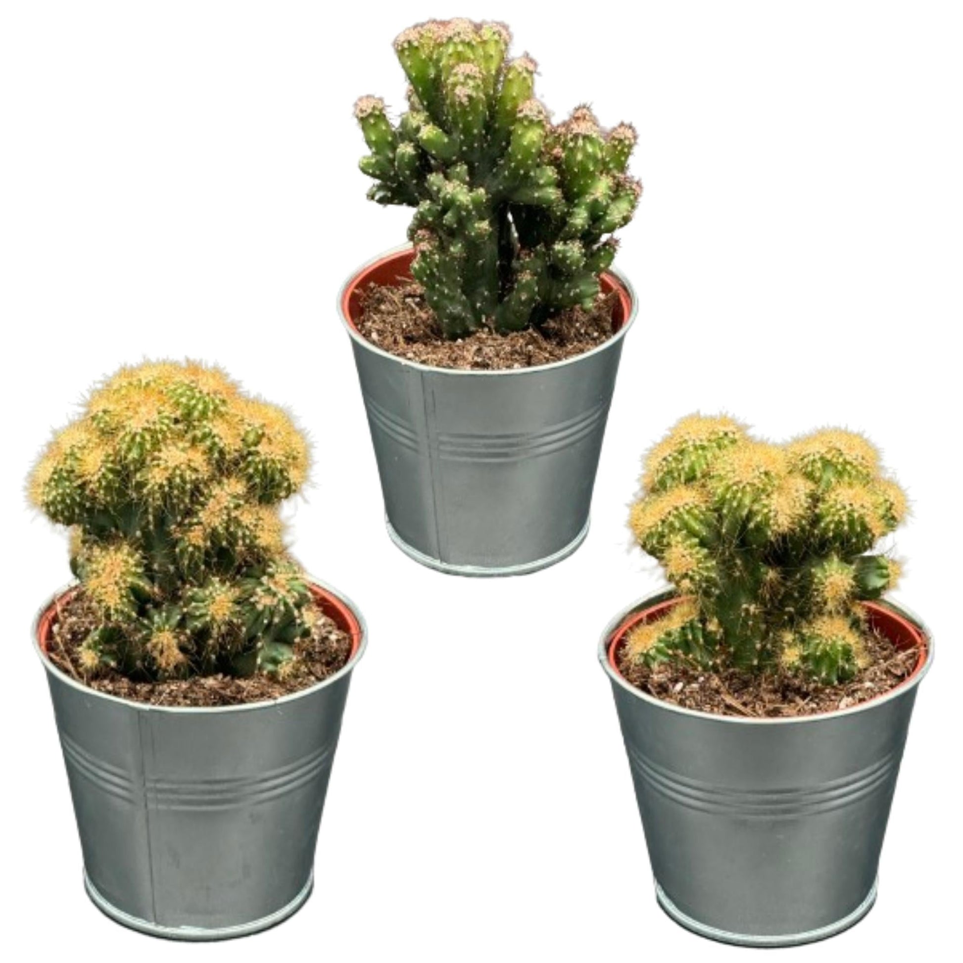 Cactus rotsen - Mix met cereus peruvianus monstruosus - 8.5cmø 13 17cm 3 stuks - Bivakshop