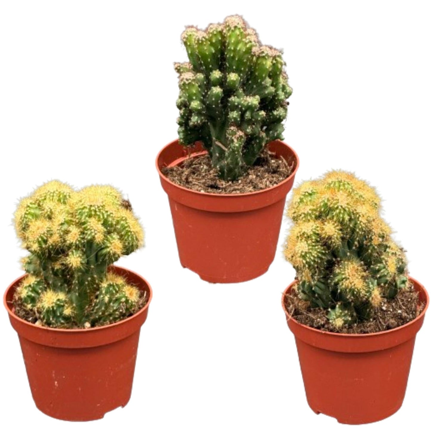 Cactus rotsen - Mix met cereus peruvianus monstruosus - 8.5cmø 13 17cm 3 stuks - Bivakshop