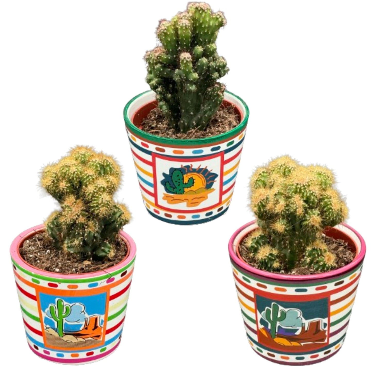 Cactus rotsen - Mix met cereus peruvianus monstruosus - 8.5cmø 13 17cm 3 stuks - Bivakshop