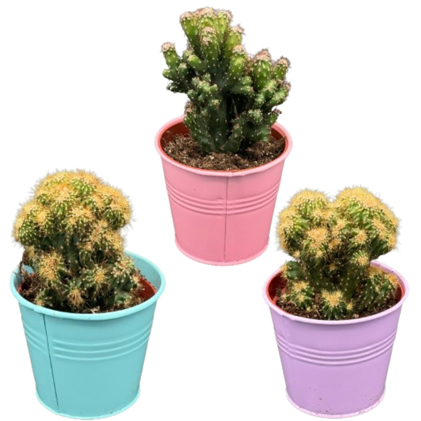 Cactus rotsen - Mix met cereus peruvianus monstruosus - 8.5cmø 13 17cm 3 stuks - Bivakshop