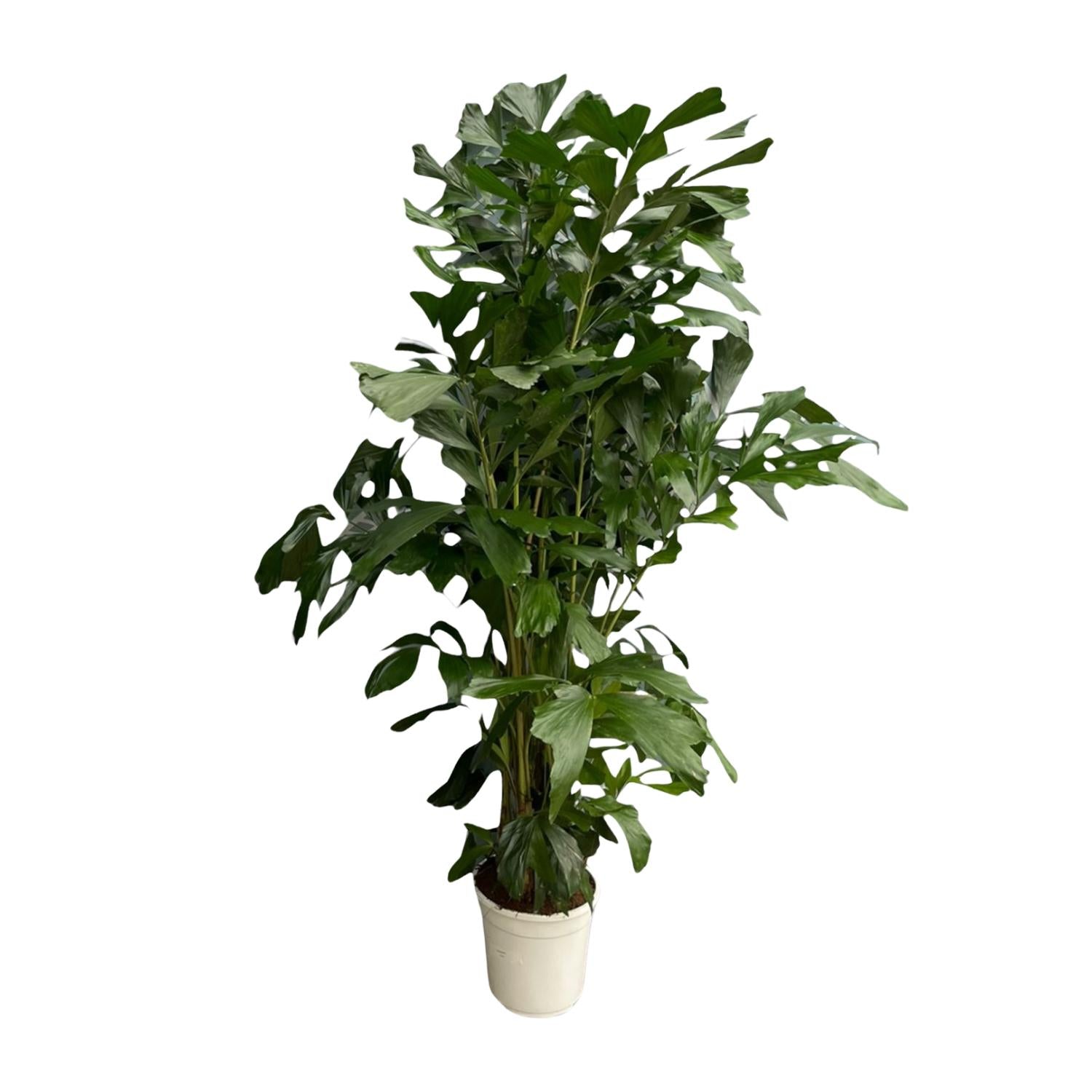 Caryota mitis - 170 cm - Ø24 - Bivakshop