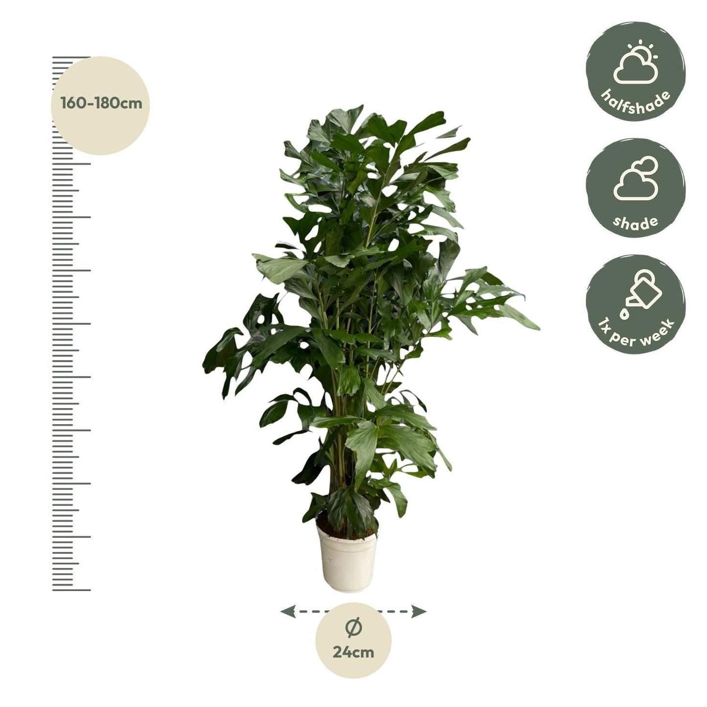 Caryota mitis - 170 cm - Ø24 - Bivakshop