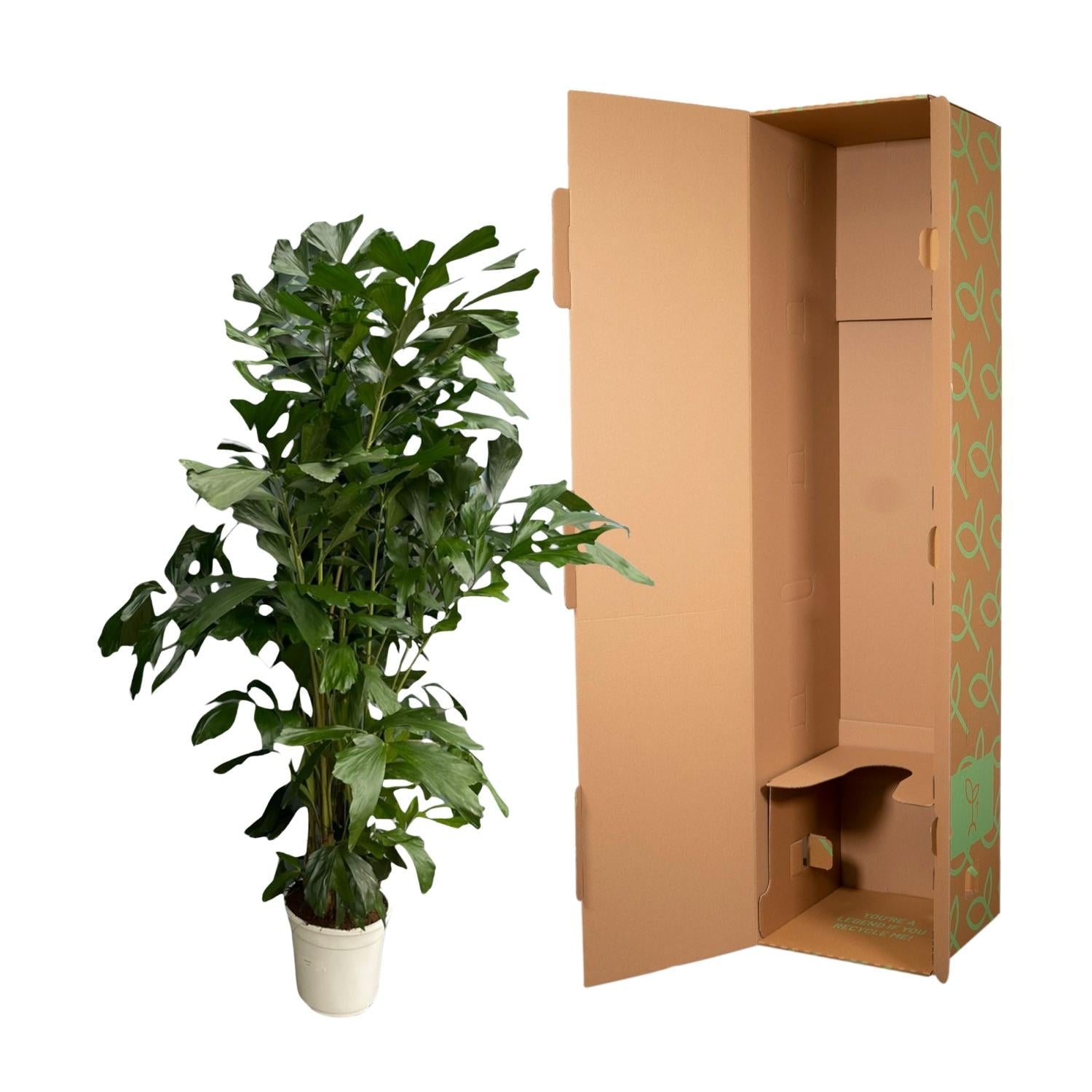 Caryota mitis - 170 cm - Ø24 - Bivakshop