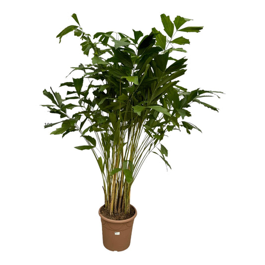 Caryota mitis - 210 cm - Ø40cm - Bivakshop