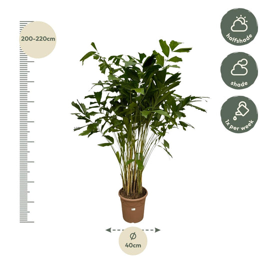 Caryota mitis - 210 cm - Ø40cm - Bivakshop