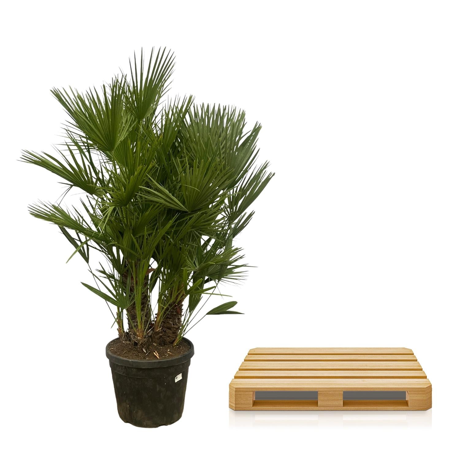 Chamaerops humilis multi stam - 180 cm - Ø45cm - Bivakshop