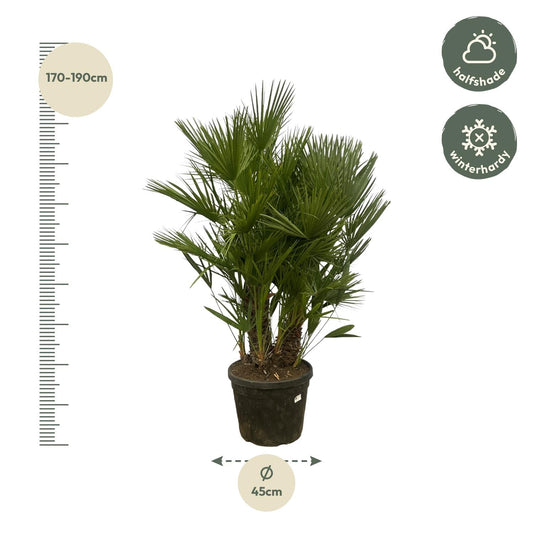 Chamaerops humilis multi stam - 180 cm - Ø45cm - Bivakshop