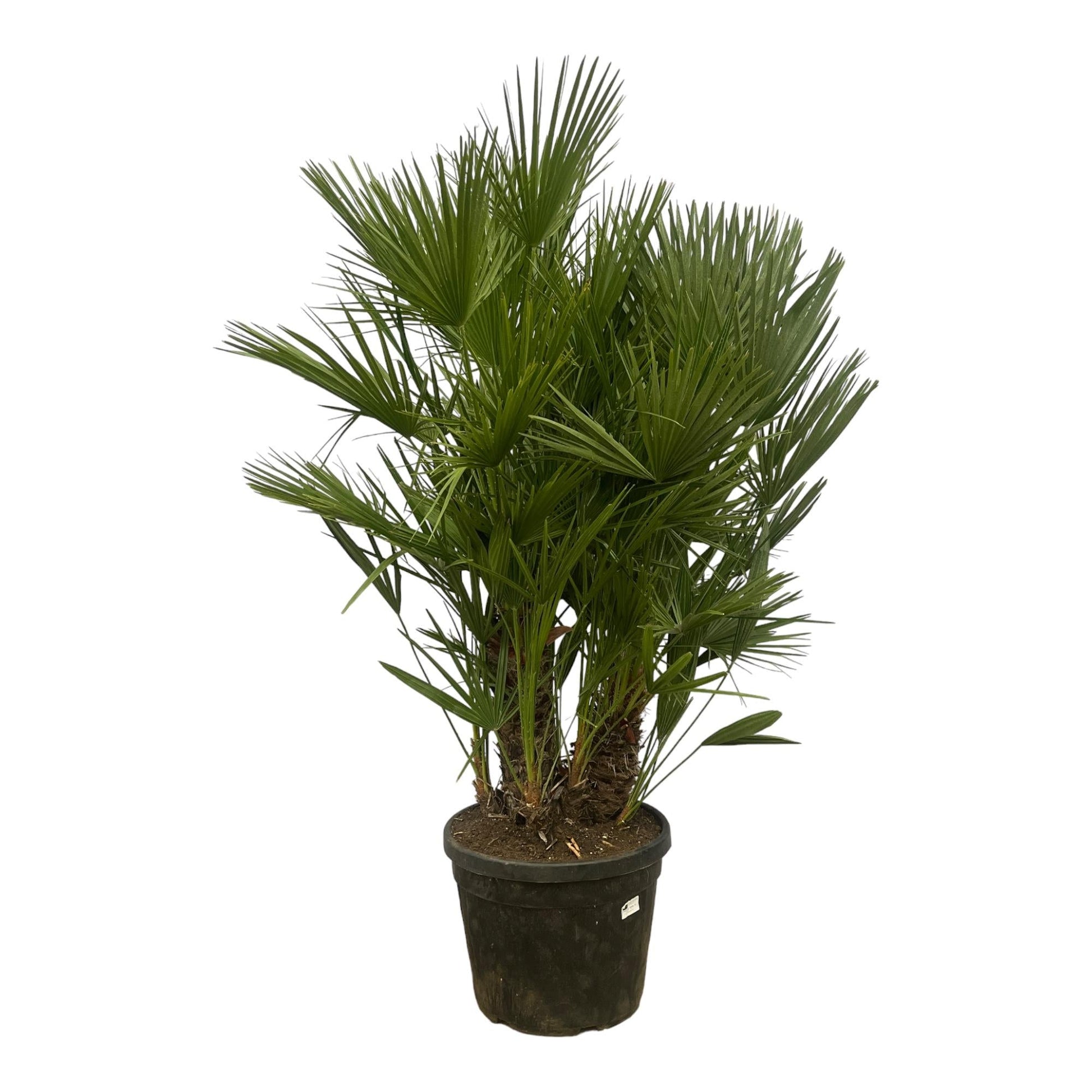 Chamaerops humilis multi stam - 180 cm - Ø45cm - Bivakshop