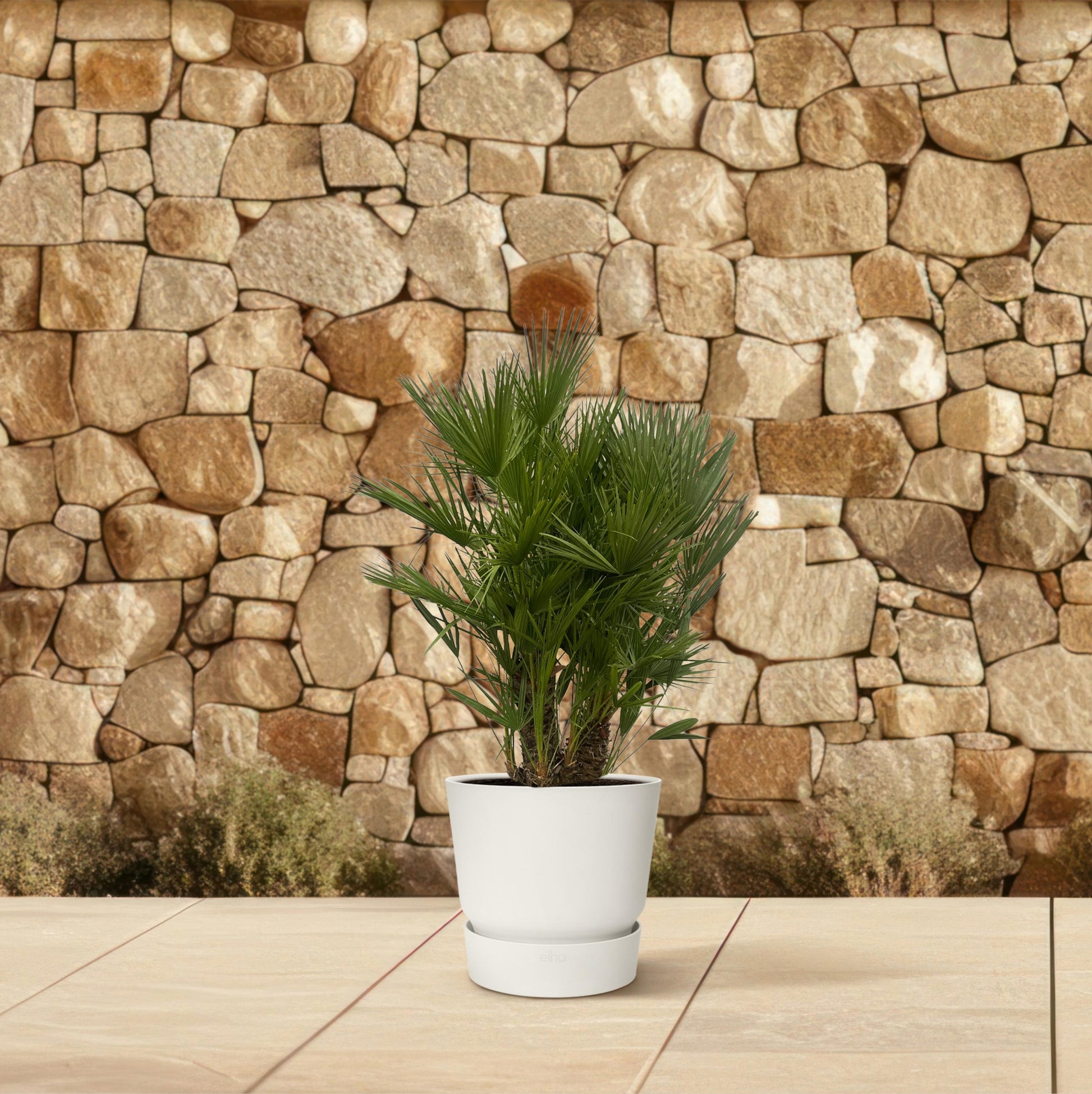 Chamaerops humilis multi stam - 180 cm - Ø45cm - Bivakshop