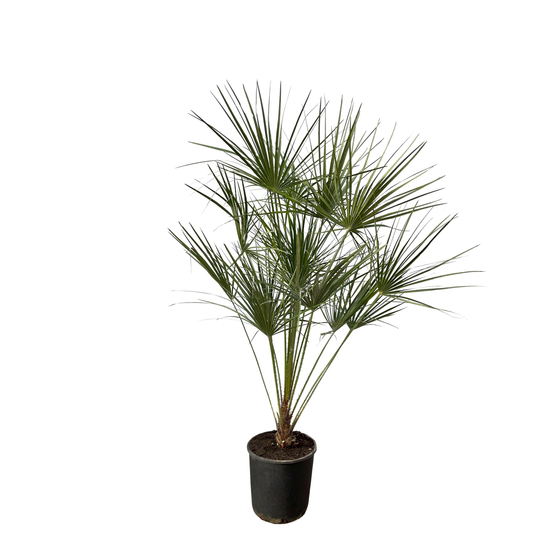 Chamaerops humilis op stam - 160 cm - Ø28 cm - Bivakshop