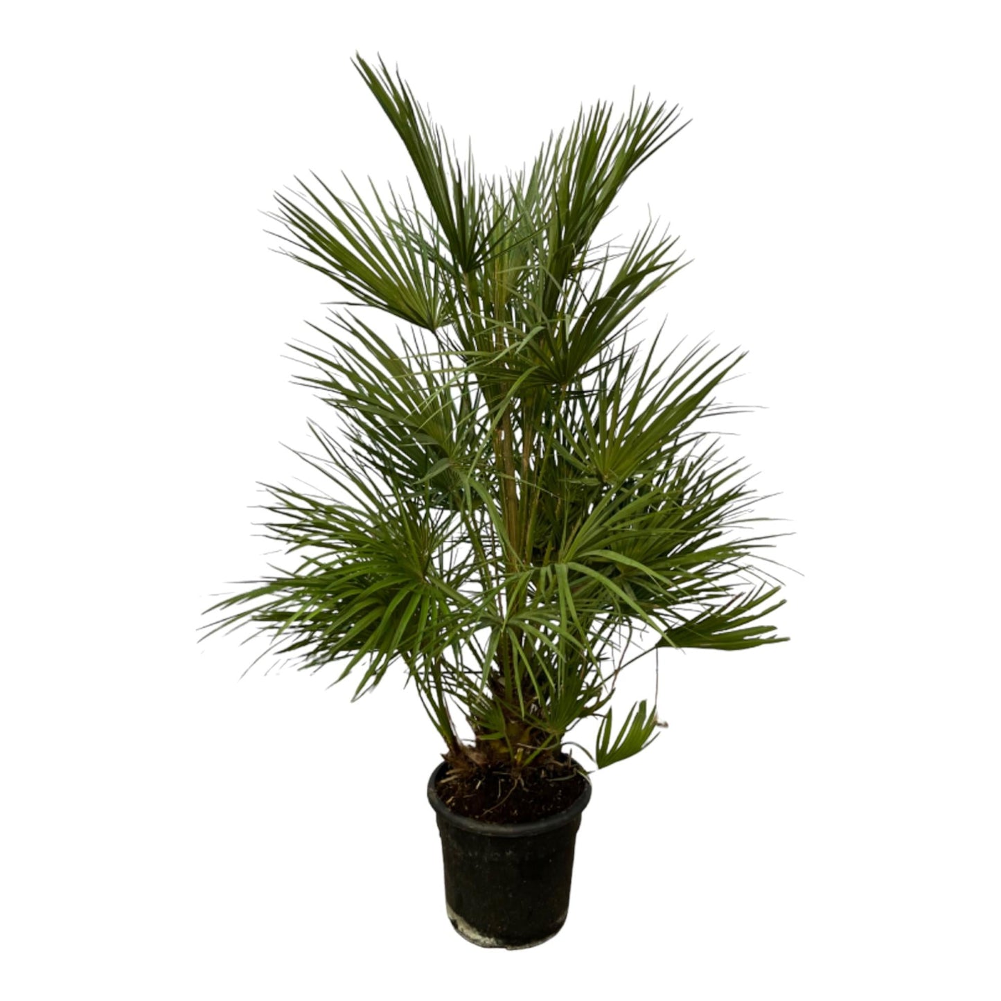 Chamaerops humilis struik - 130 cm - Ø24 cm - Bivakshop