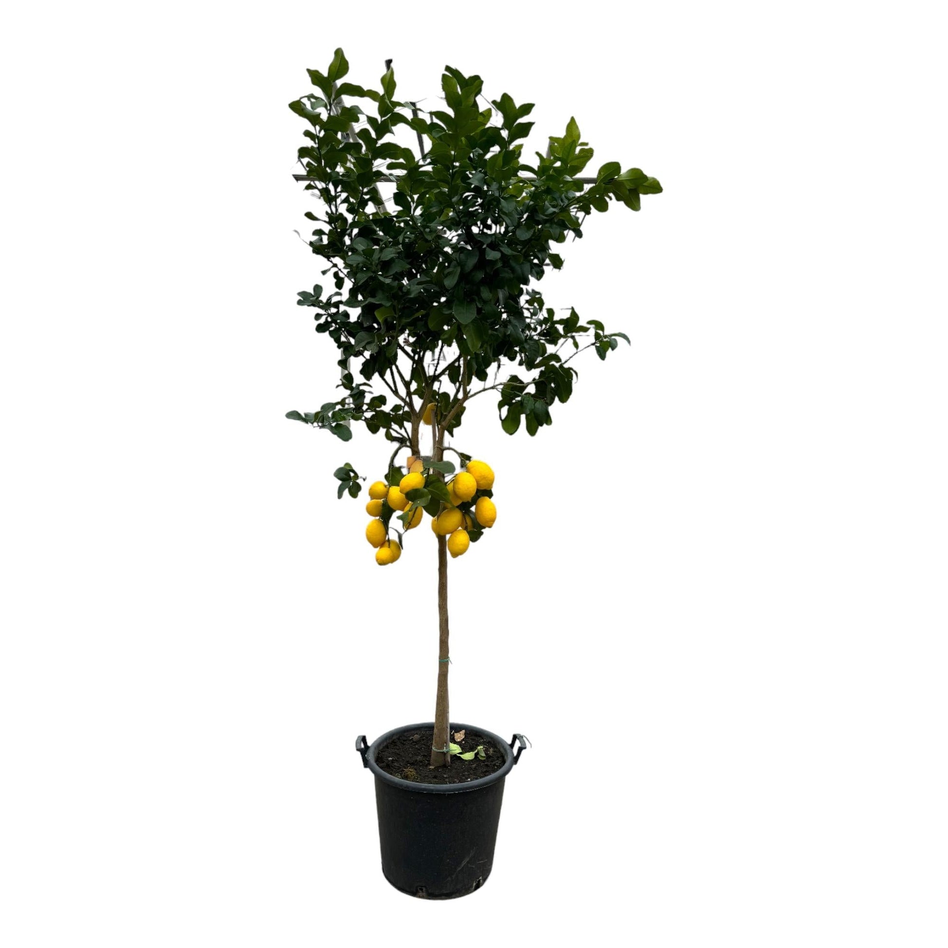 Citrus lemon - 260 cm - Ø50 cm - Bivakshop