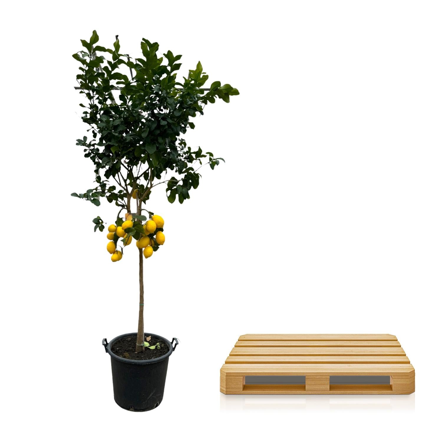 Citrus lemon - 260 cm - Ø50 cm - Bivakshop