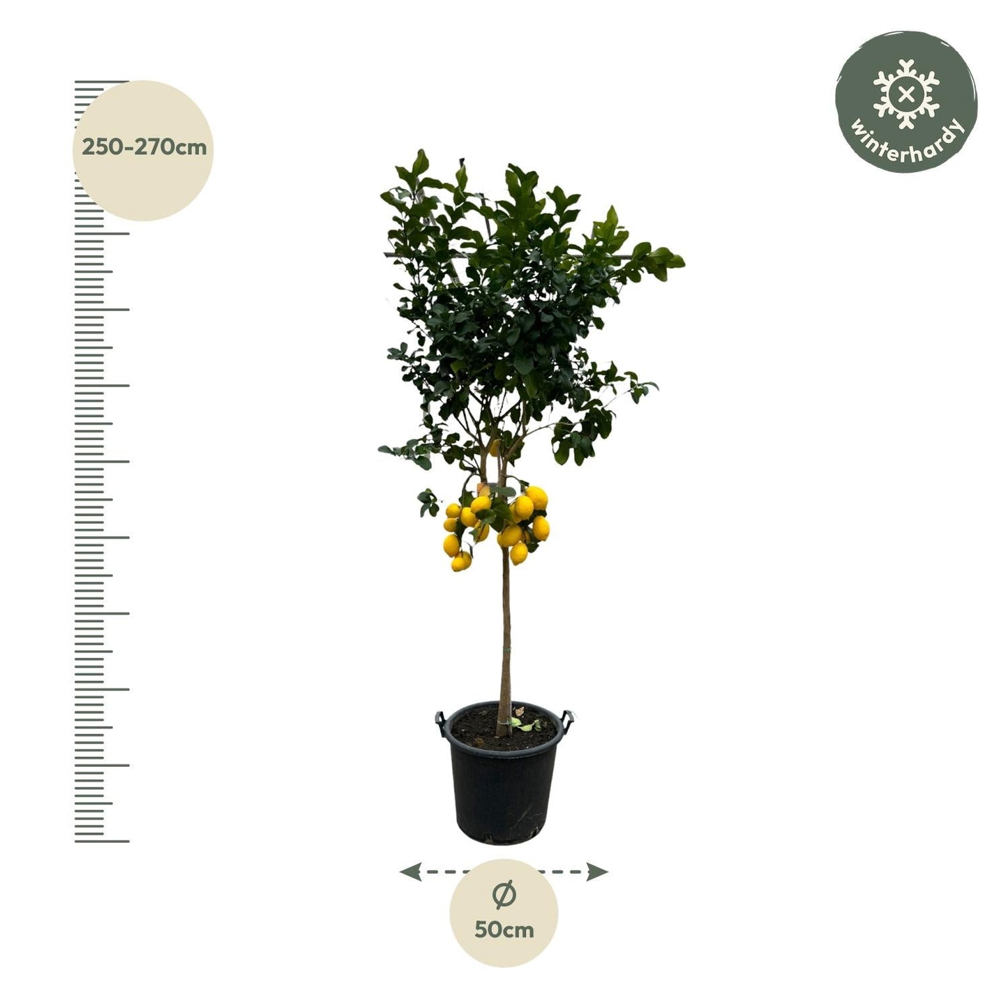 Citrus lemon - 260 cm - Ø50 cm - Bivakshop