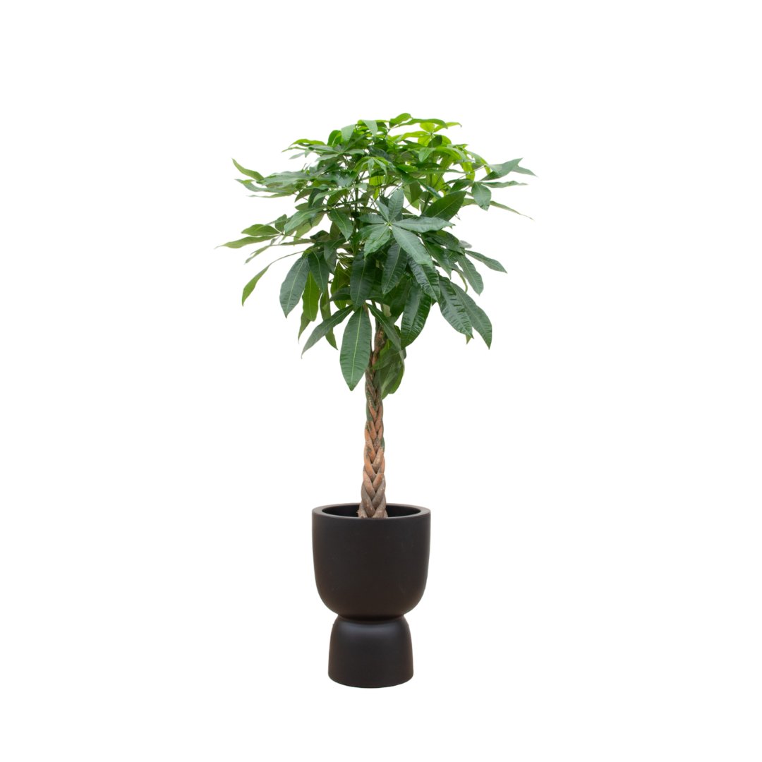 Combi deal - Pachira aquatica inclusief elho pure coupe zwart Ø41 - 210 cm - Bivakshop