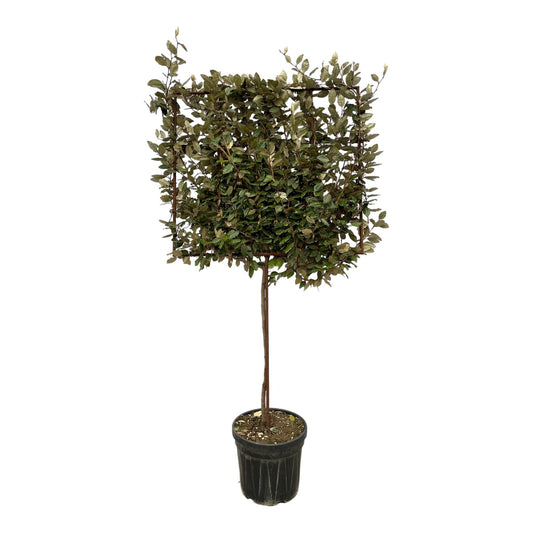 Eleagnus ebbingei boom op rek - 225 cm - Ø40 cm - Bivakshop