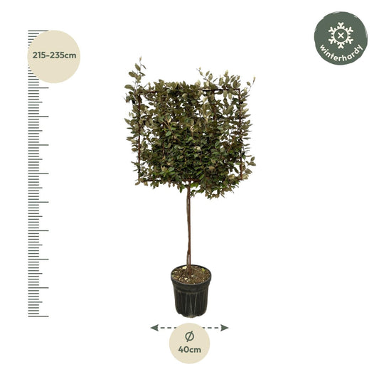 Eleagnus ebbingei boom op rek - 225 cm - Ø40 cm - Bivakshop