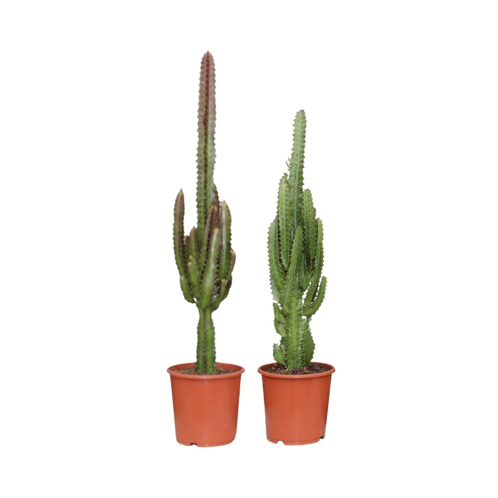 Euphorbia groen / rood - 2 stuks - Ø17 cm ↕75 cm - Bivakshop