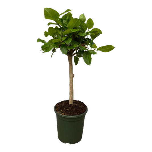 Ficus altissimo variegata - 120 cm - Ø33 cm - Bivakshop