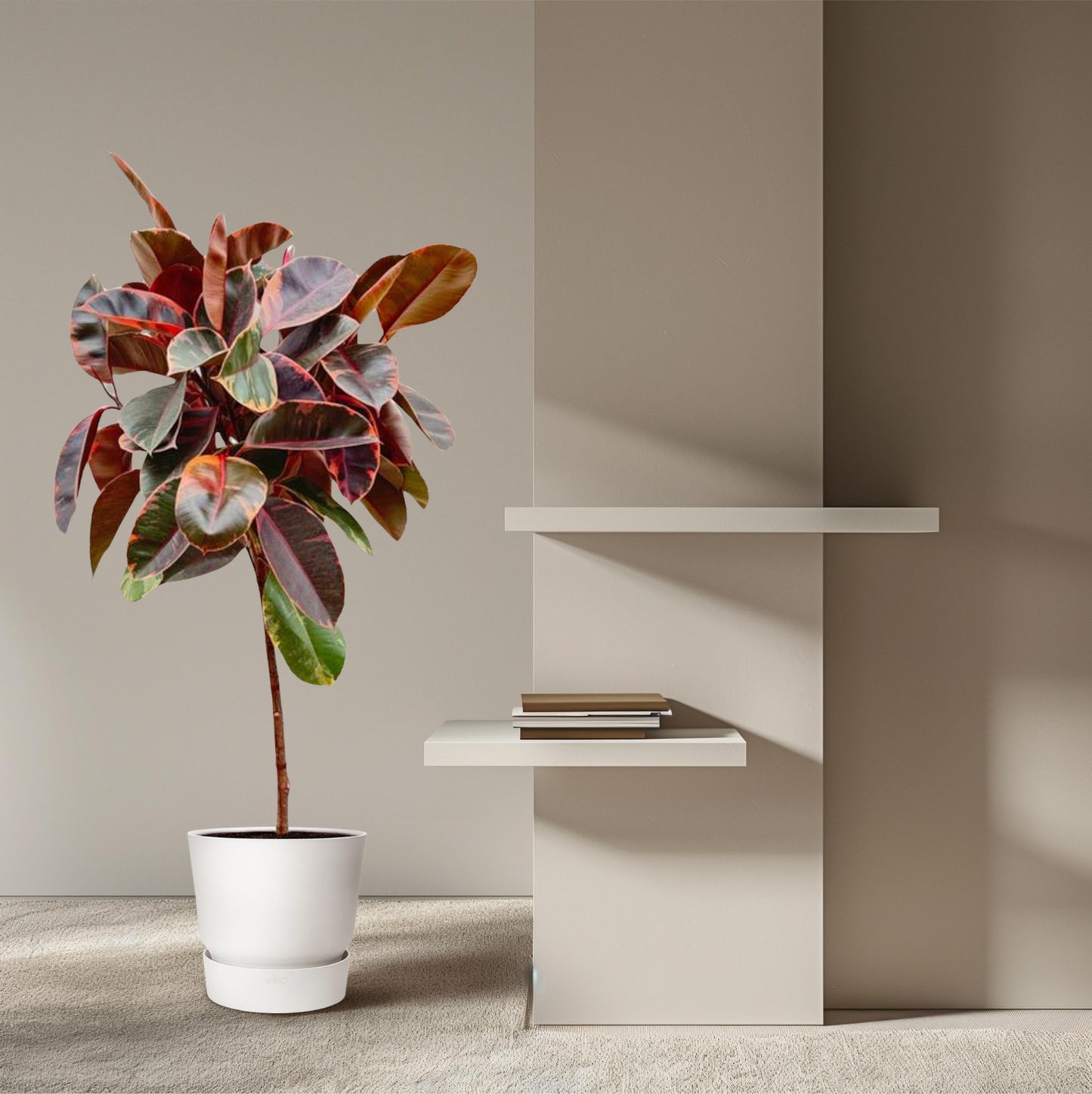 Ficus elastica belize op stam - 130 cm - Ø24 - Bivakshop