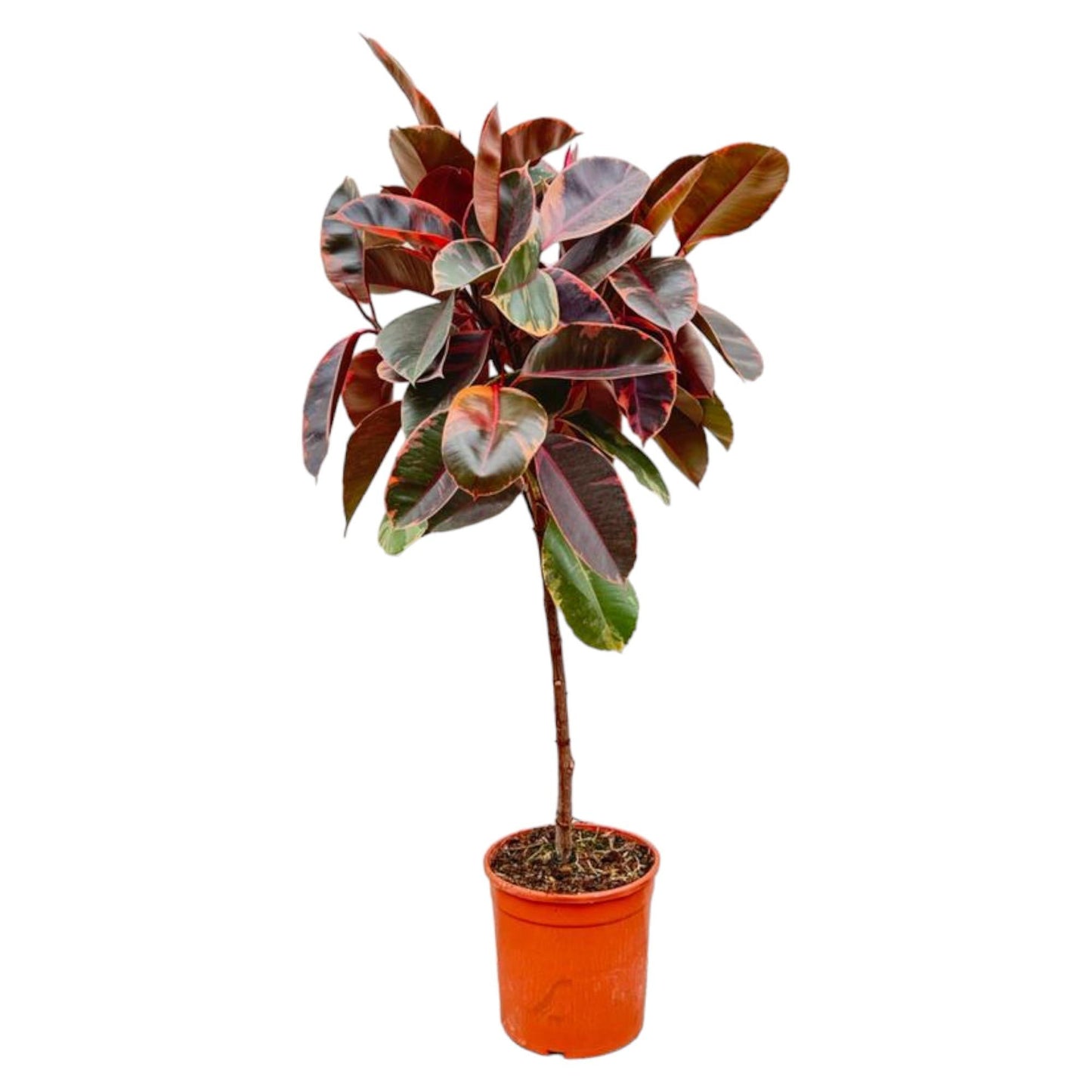 Ficus elastica belize op stam - 130 cm - Ø24 - Bivakshop