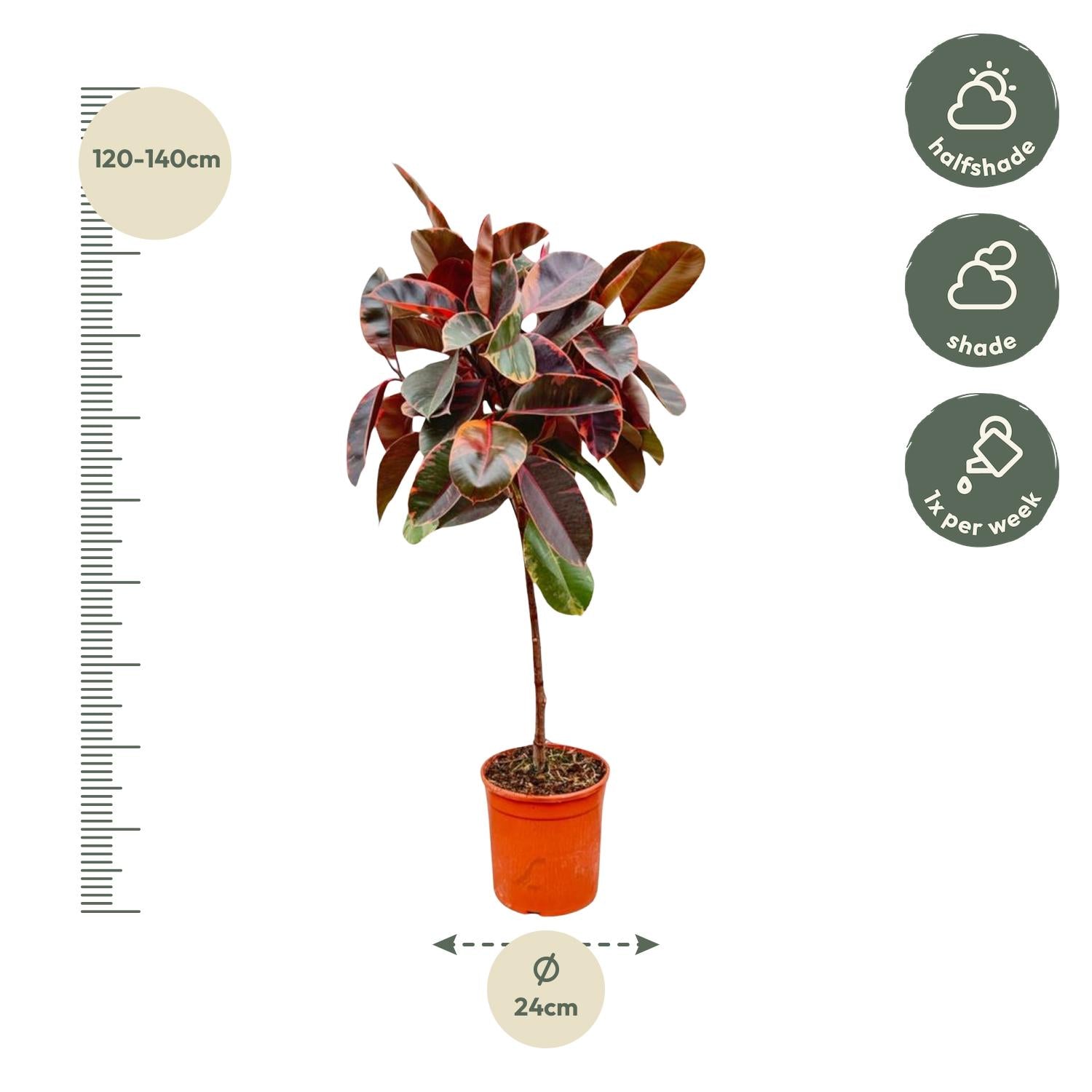 Ficus elastica belize op stam - 130 cm - Ø24 - Bivakshop