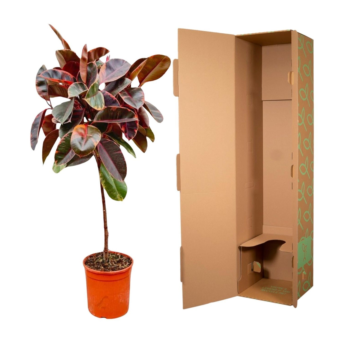 Ficus elastica belize op stam - 130 cm - Ø24 - Bivakshop