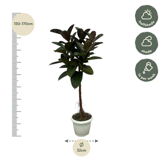 Ficus elastica robusta stam - 140 cm - Ø32 cm - Bivakshop