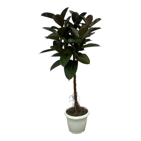 Ficus elastica robusta stam - 140 cm - Ø32 cm - Bivakshop