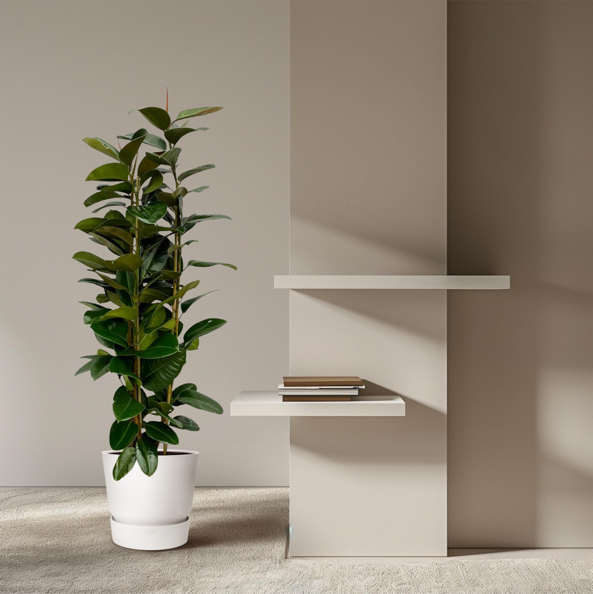 Ficus elastica robusta struik - 170 cm - Ø27cm - Bivakshop