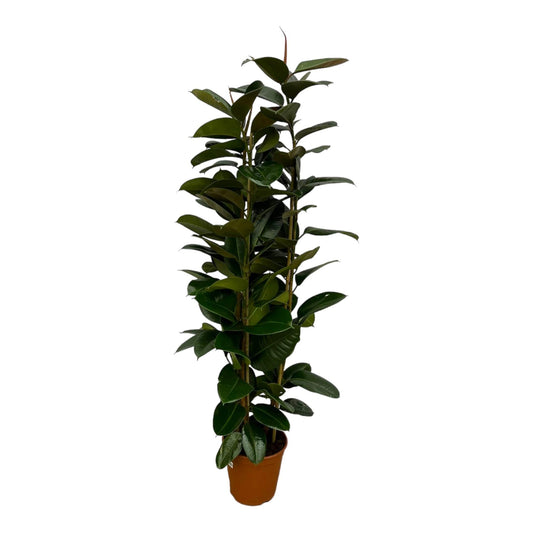 Ficus elastica robusta struik - 170 cm - Ø27cm - Bivakshop