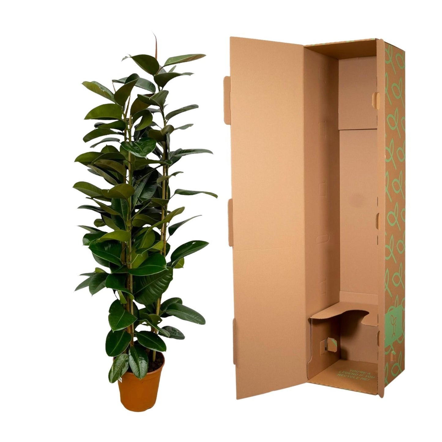 Ficus elastica robusta struik - 170 cm - Ø27cm - Bivakshop