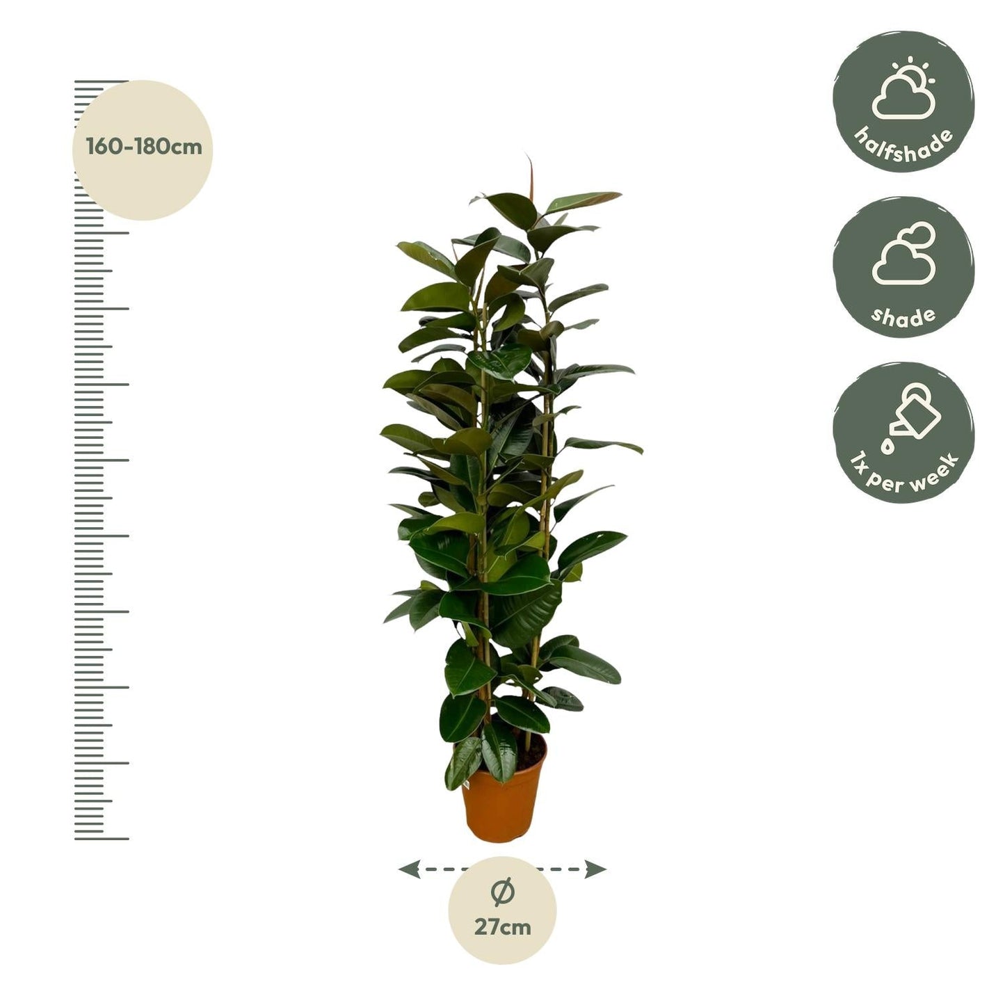 Ficus elastica robusta struik - 170 cm - Ø27cm - Bivakshop